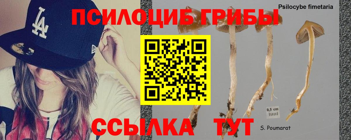 Галлюциногенные грибы Psilocybe  Вход с VPN  Севастополь 